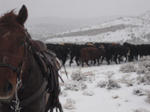 horse standing behind cattle in the winter