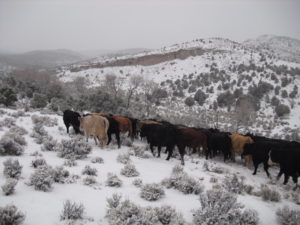 cattle roaming on land in the winter