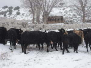 cattle roaming in southern utah