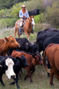 cowboy on horse walking alongside cattle in Southern Utah