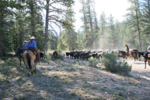 Cattle herding in the woods