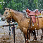 Horses while it snows