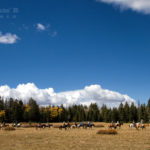 Horseback ride through a field