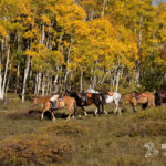 Cowboy pulling horses behind him