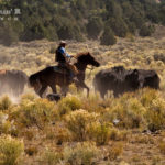 Cattle Drive at the Rockin R Ranch