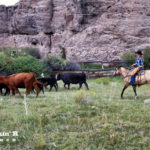 Cowgirl herding cattle