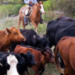 Man herding cattle