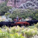 Cattle Drive at the Rockin R Ranch