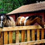 Horses at the Rockin R