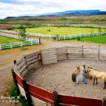 Horse in arena